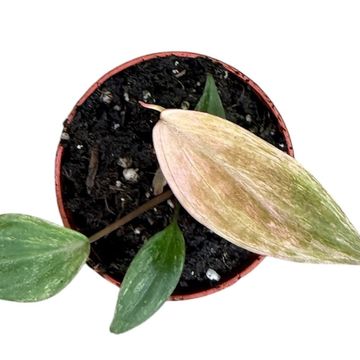 Philodendron scandens micans 'Marble Variegata'