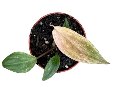 Philodendron scandens micans 'Marble Variegata'