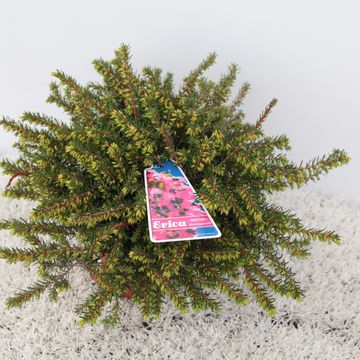 Erica x darleyensis 'Kramer's Rote'