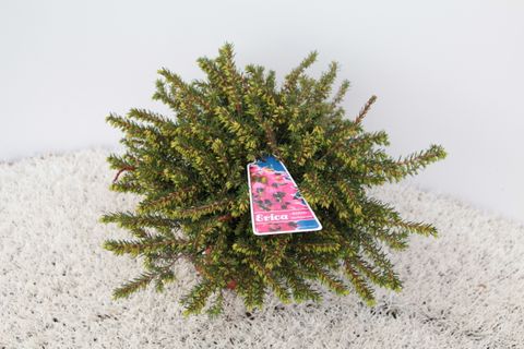 Erica x darleyensis 'Kramer's Rote'