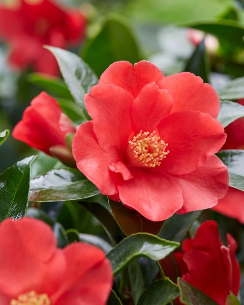 Camellia 1001 SUMMER NIGHTS