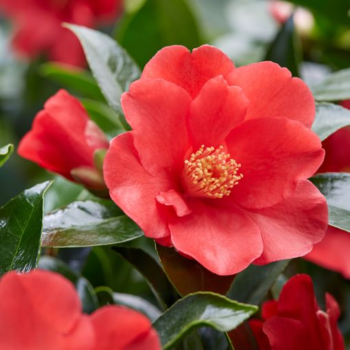 Camellia 1001 SUMMER NIGHTS