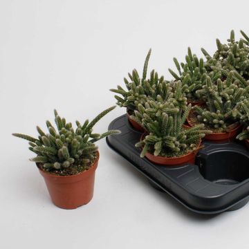 Rhipsalis baccifera horrida