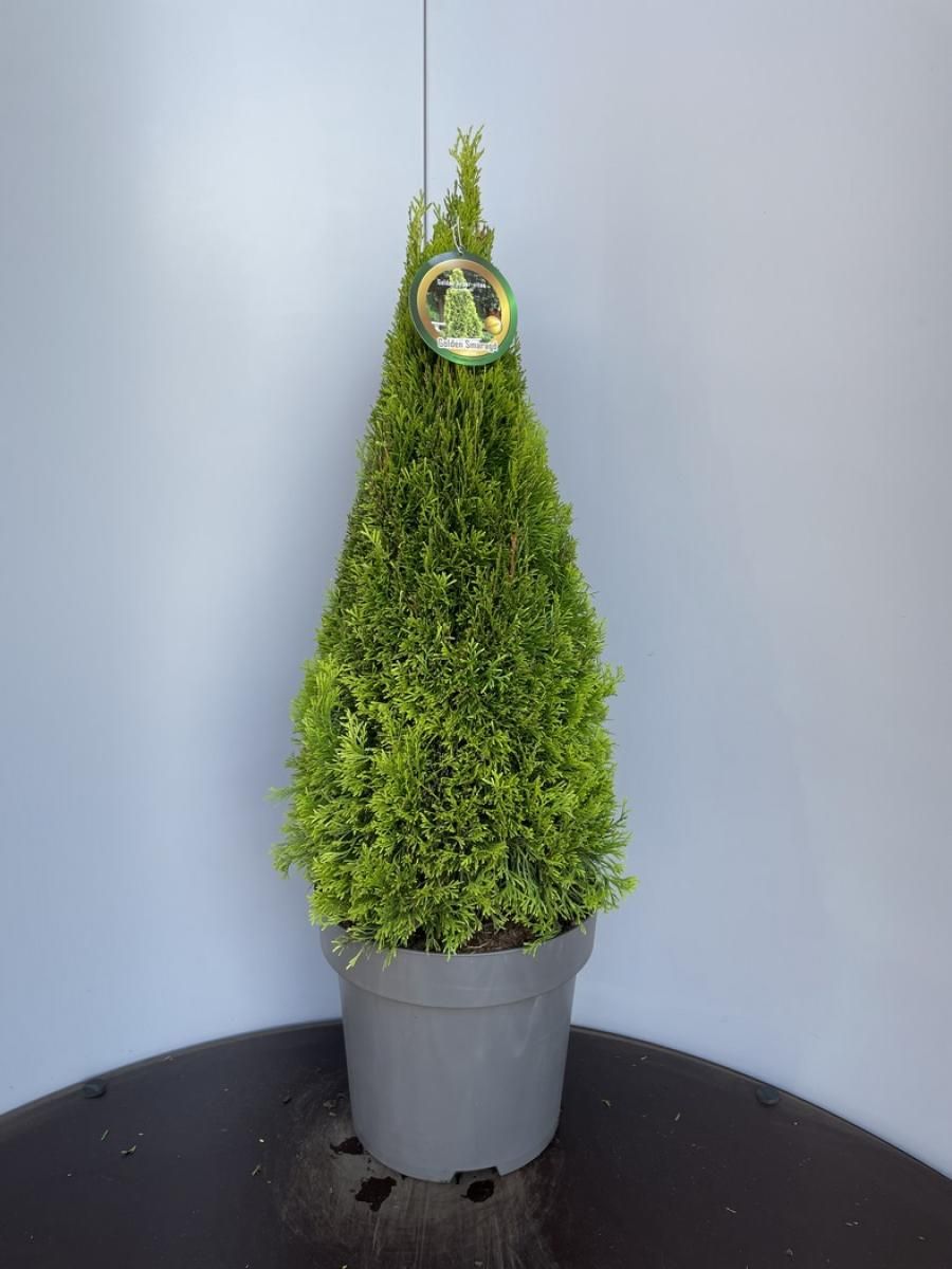 Thuja occidentalis GOLDEN SMARAGD  Pflanzengrohandel FlorAccess