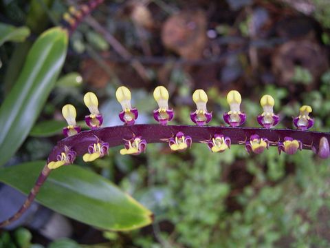 Bulbophyllum falcatum