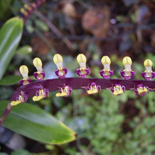 Bulbophyllum falcatum