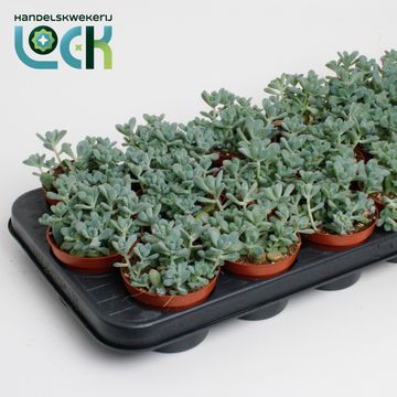 Sedum commixtum