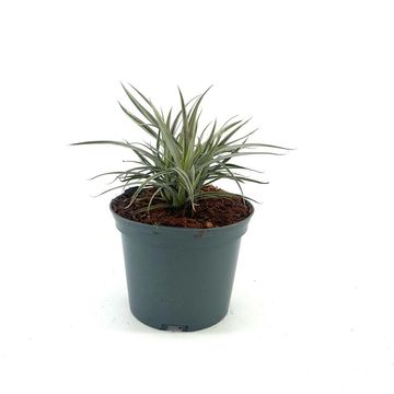 Astelia nervosa 'Westland'