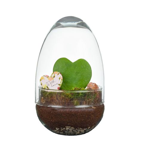 Arrangement Terrarium