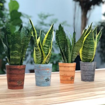 Sansevieria trifasciata 'Futura Superba'