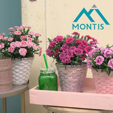 Диантус OSCAR WHITE AND RED