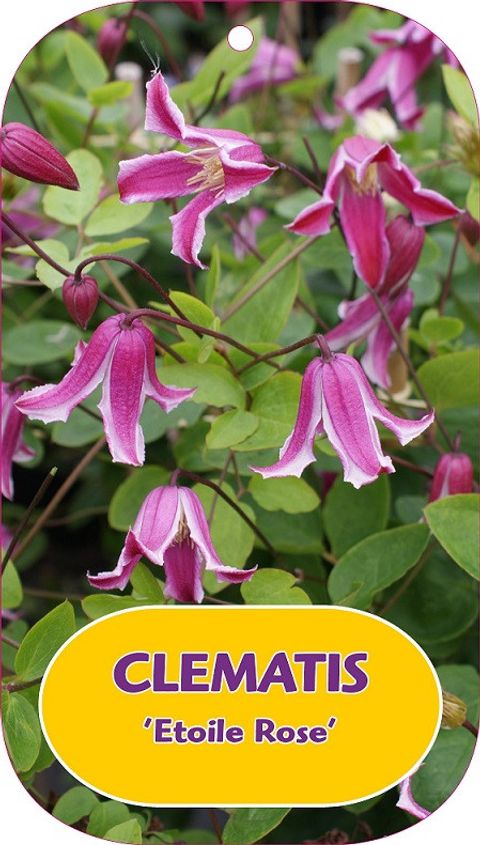 Clematis 'Etoile Rose' (Vt)