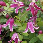 Clematis 'Etoile Rose' (Vt)