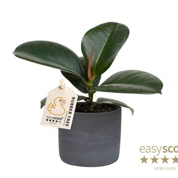 Ficus elastica 'Sofia'