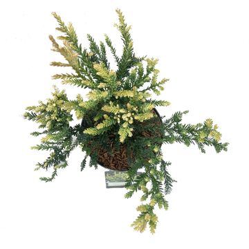 Sequoia sempervirens 'Adpressa'