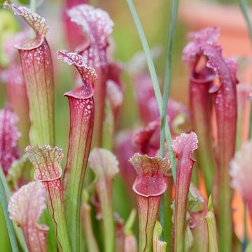 Sarracenia 'Juthatip Soper'