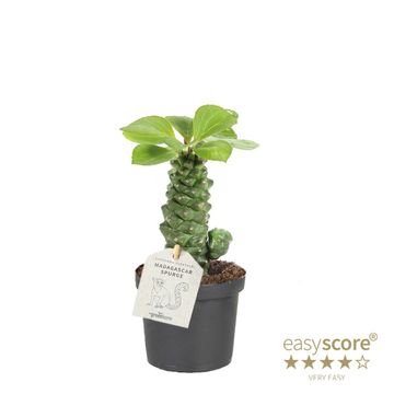 Euphorbia ritchiei