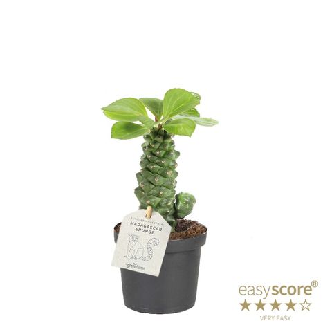 Euphorbia ritchiei