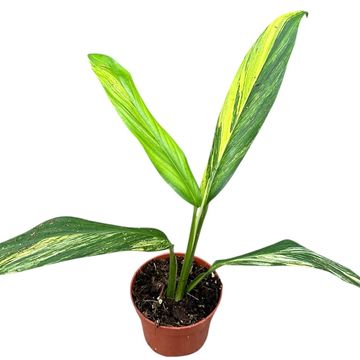 Epipremnum amplissimum 'Aurea Variegata'