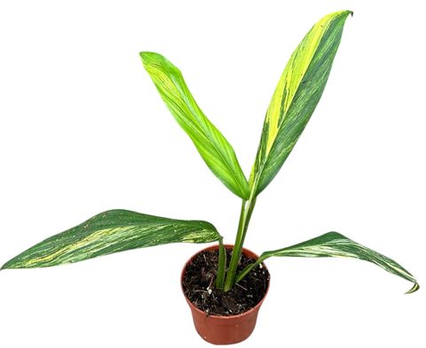 Epipremnum amplissimum 'Aurea Variegata'