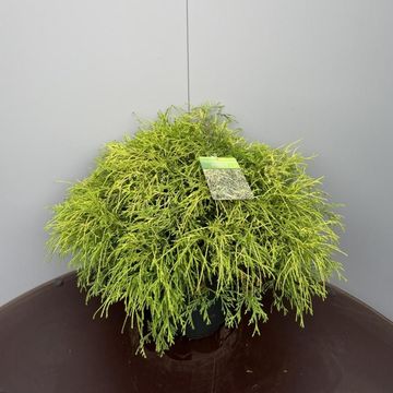 Chamaecyparis pisifera 'Sungold'