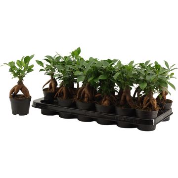 Ficus microcarpa 'Ginseng'