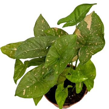 Syngonium podophyllum 'Pink Illusion'