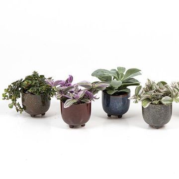 Plantes d'interieur MIX