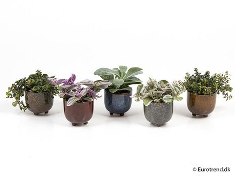 Plantes d'interieur MIX