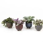 Houseplants MIX