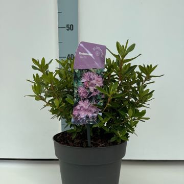 Rhododendron 'Блю Тит'