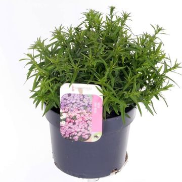 Aster ALPHA LIGHT PINK