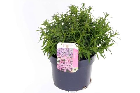 Aster ALPHA LIGHT PINK