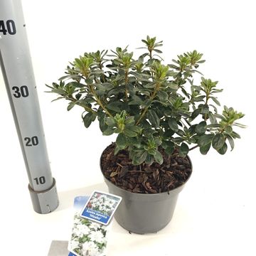 Rhododendron 'Hisako'