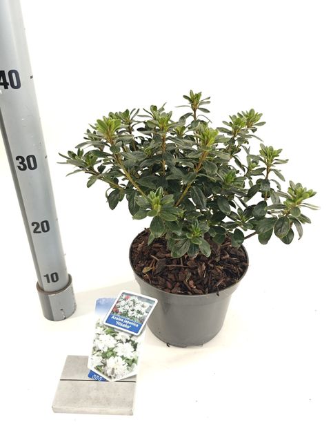 Rhododendron 'Hisako'