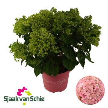 Hydrangea paniculata PINKLIGHT