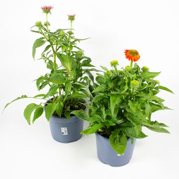 Echinacea purpurea MIX