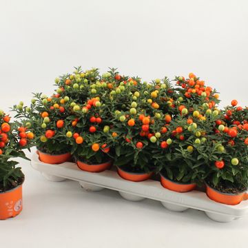 Solanum pseudocapsicum 'Jupiter'