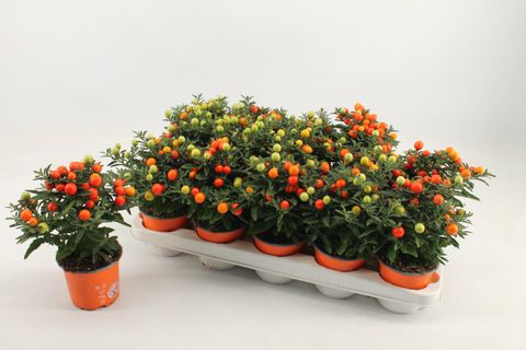 Solanum pseudocapsicum 'Jupiter'