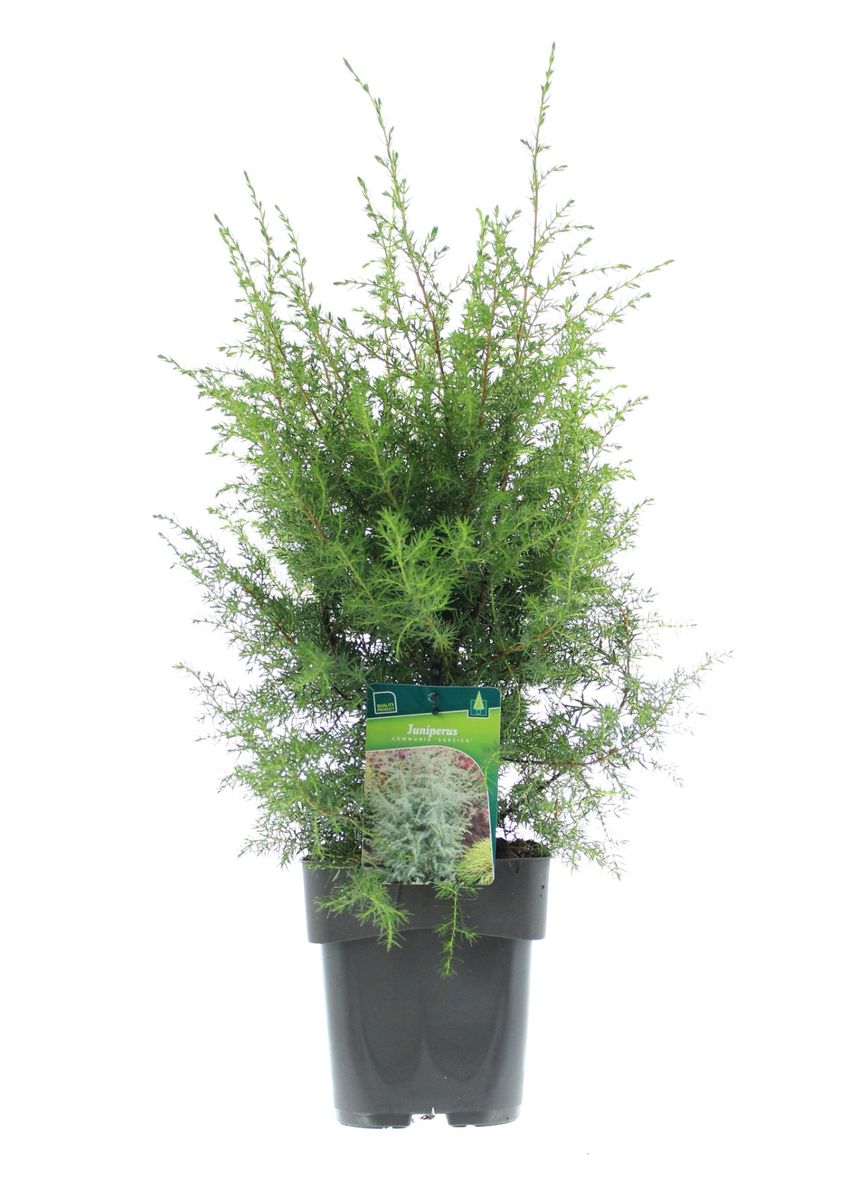 Juniperus communis suecica plant wholesale floraccess