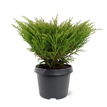 Juniperus horizontalis 'Andorra Compact'