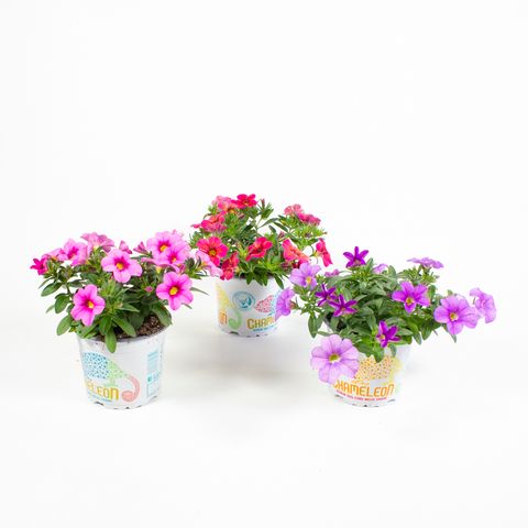 Calibrachoa CHAMELEON MIX