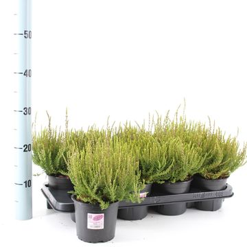 Calluna vulgaris GARDEN GIRLS ROSITA