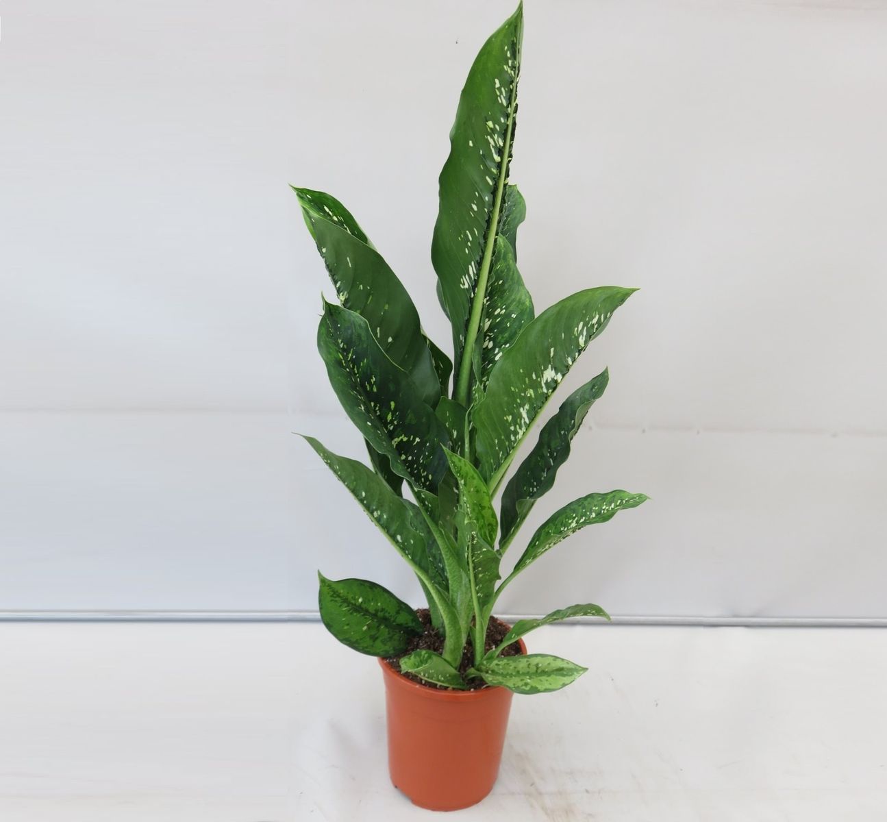 dieffenbachia-crocodile-bitkiler-toptan-sat-floraccess
