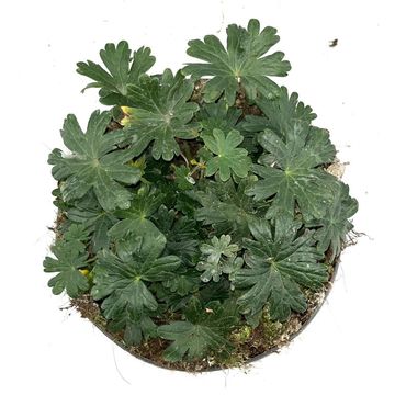 Geranium sanguineum 'Max Frei'