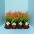 Euphorbia tirucalli stramineus