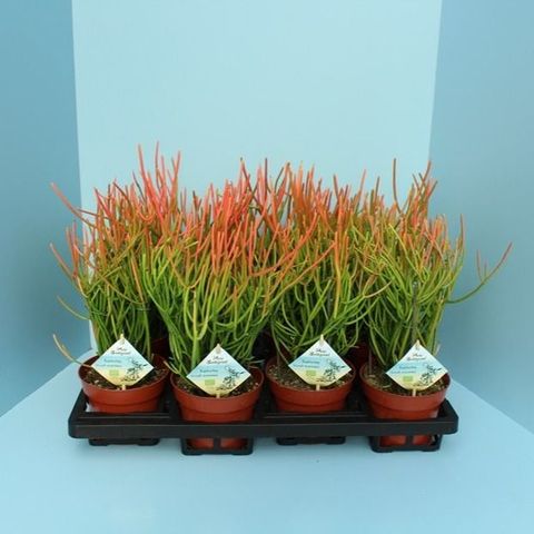 Euphorbia tirucalli stramineus