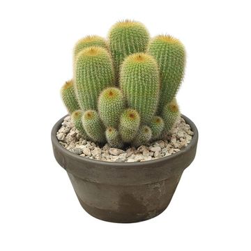 Notocactus leninghausii