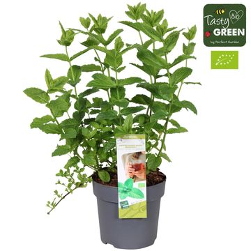 Mentha spicata 'Crispa'