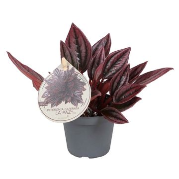 Peperomia caperata 'La Paz'